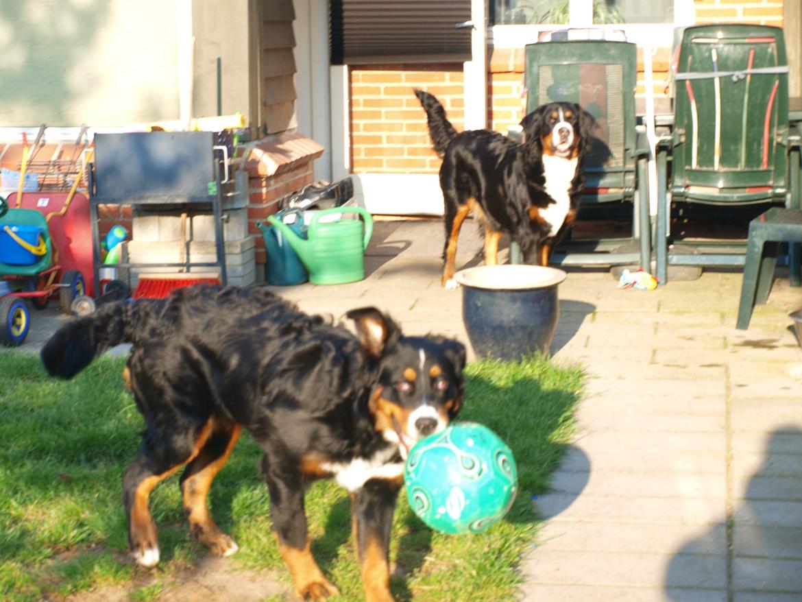 Berner sennenhund Bernerstuens Bimbette "Bimse"/ "Mulle" billede 15
