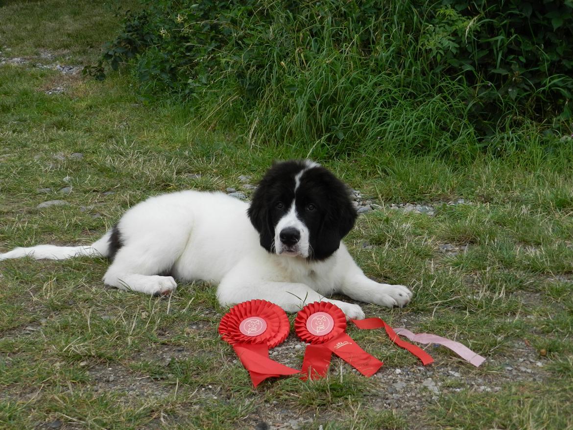 Landseer Gaston - Apenayaa's Angelic Rafael billede 4
