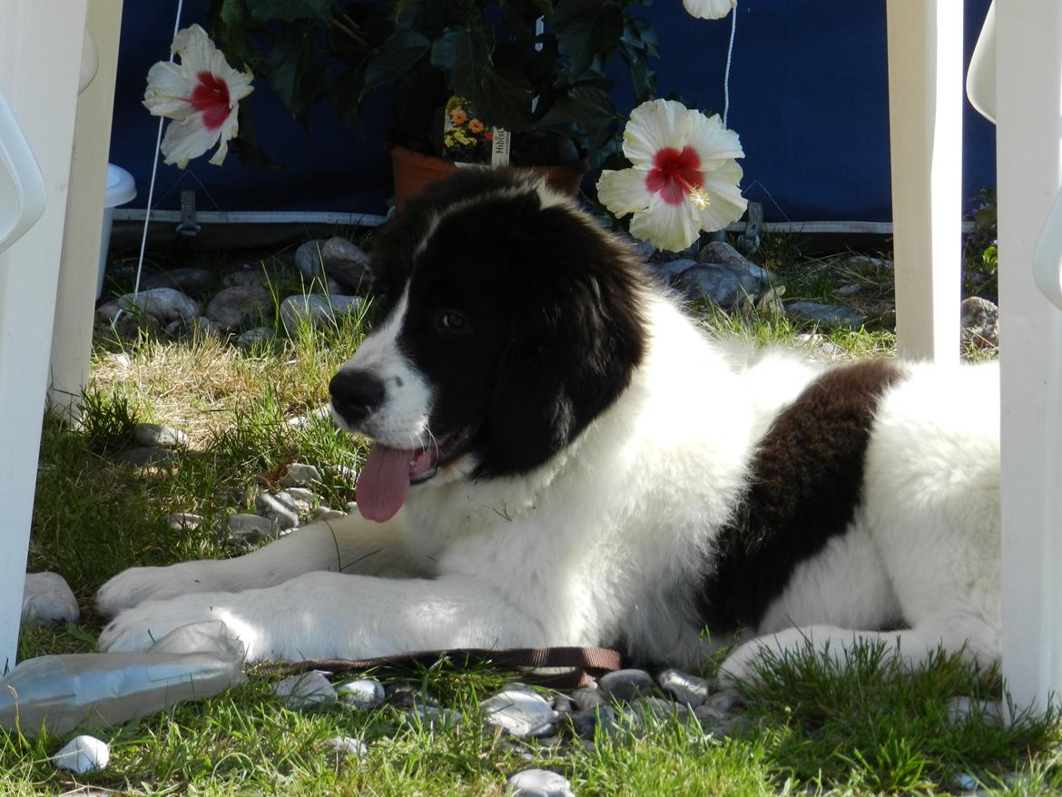 Landseer Gaston - Apenayaa's Angelic Rafael billede 5