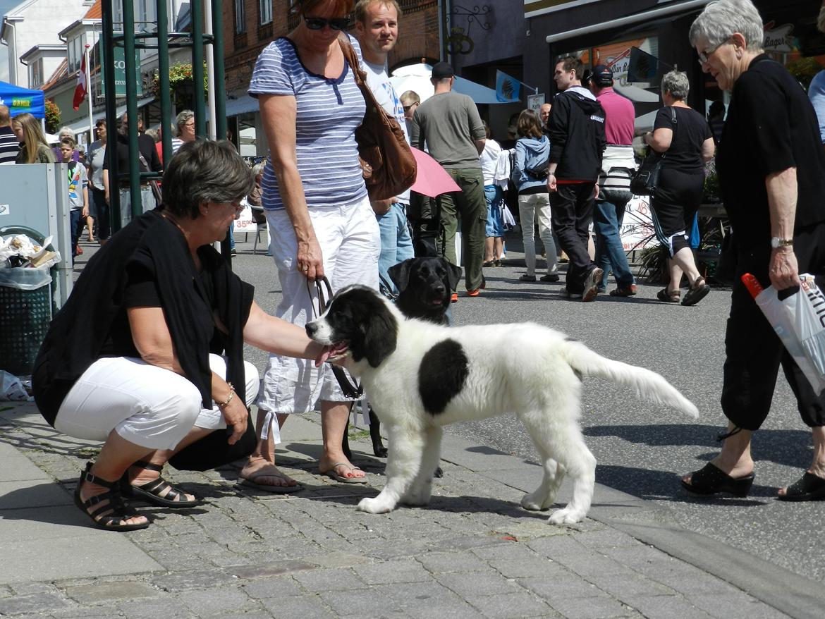 Landseer Gaston - Apenayaa's Angelic Rafael billede 6