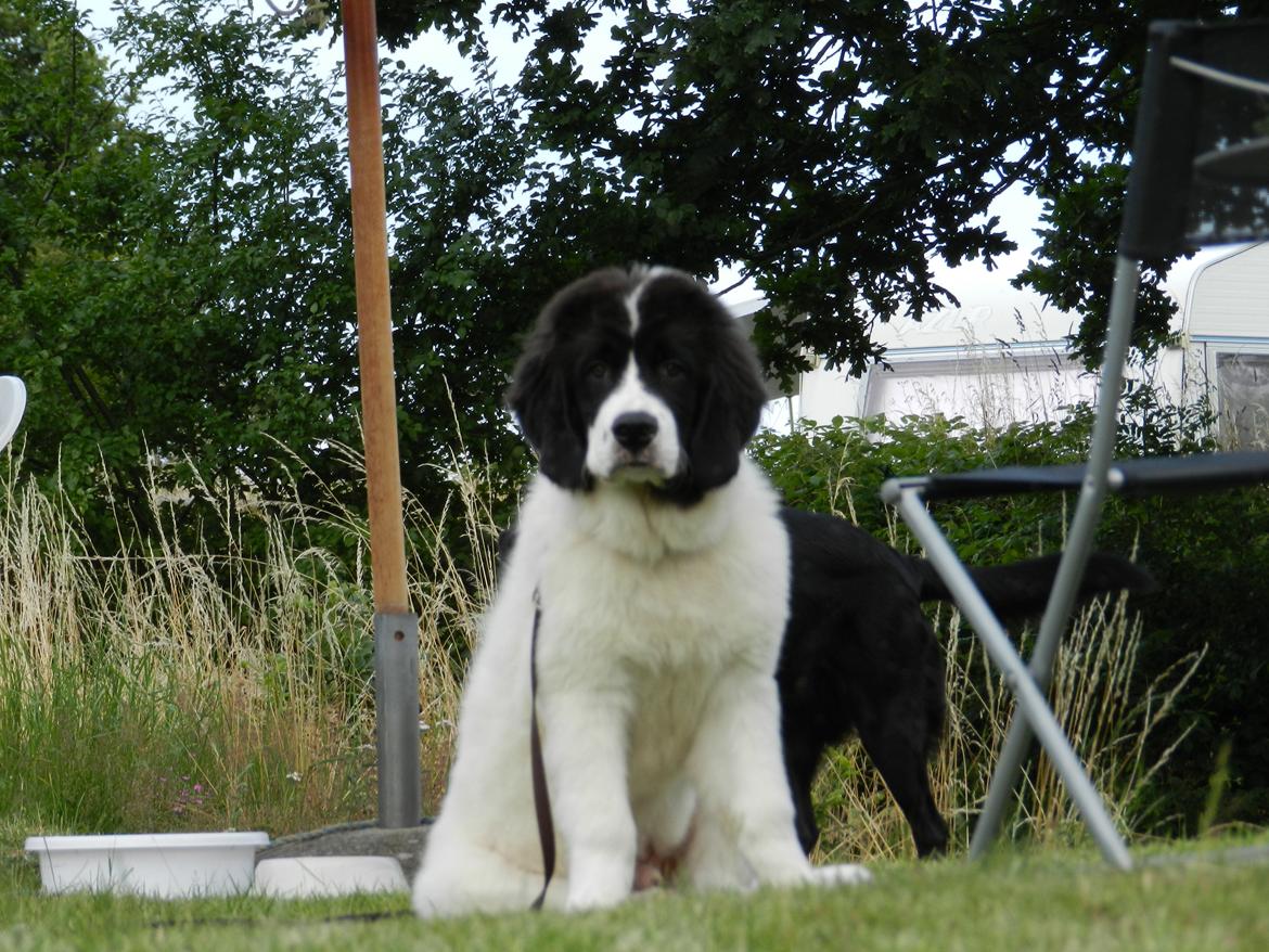 Landseer Gaston - Apenayaa's Angelic Rafael billede 7