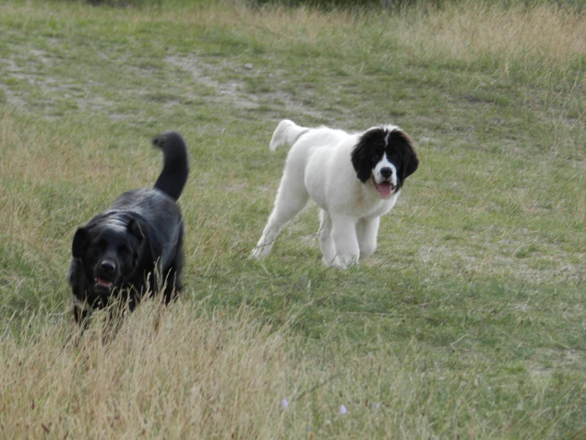 Landseer Gaston - Apenayaa's Angelic Rafael billede 8