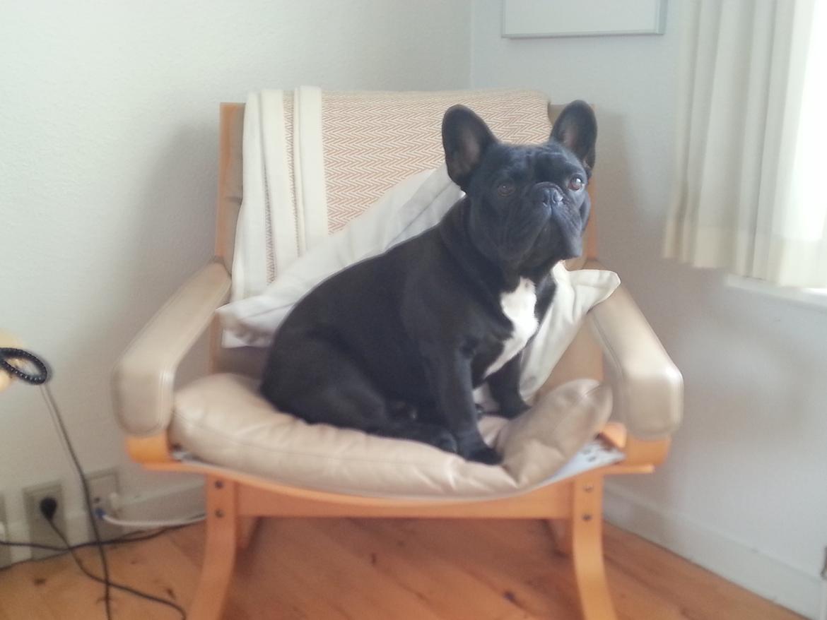 Fransk bulldog Extraordinaire Zomiranos billede 11