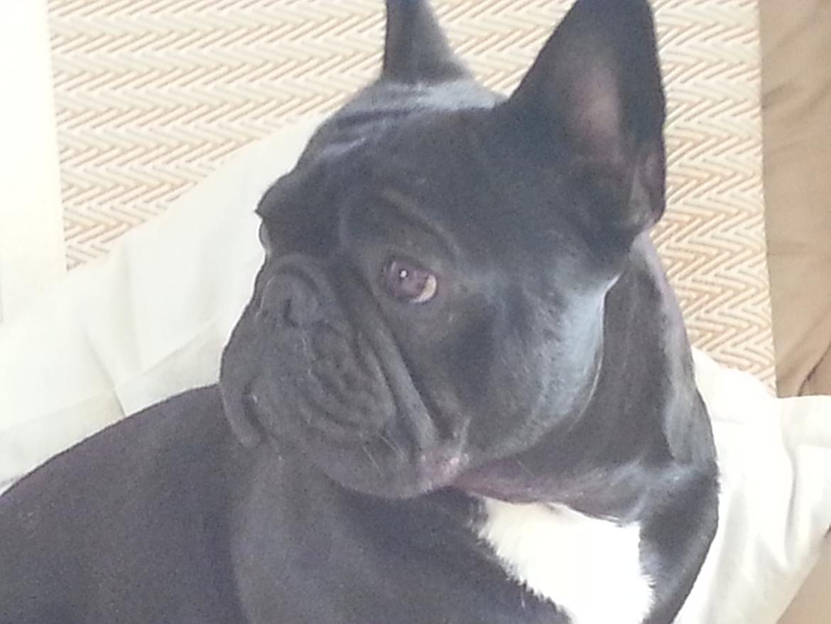 Fransk bulldog Extraordinaire Zomiranos billede 12