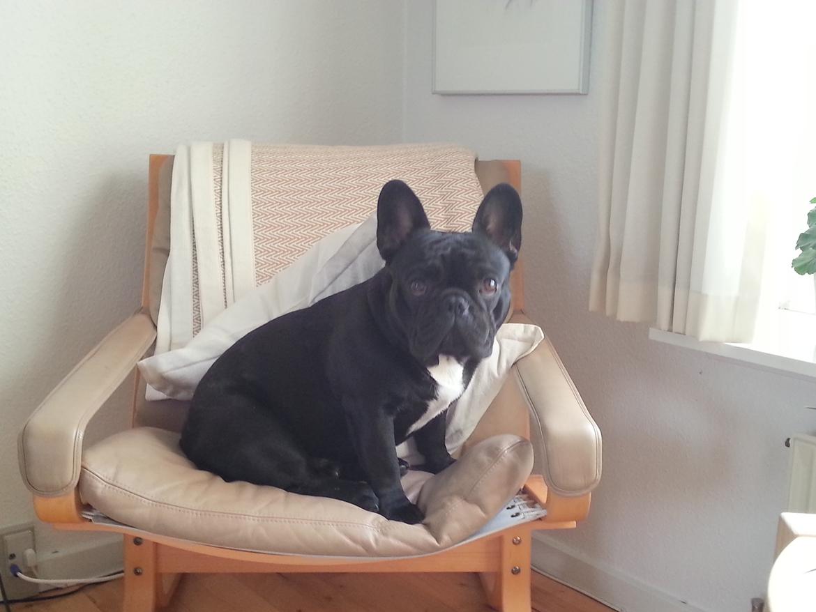 Fransk bulldog Extraordinaire Zomiranos billede 13