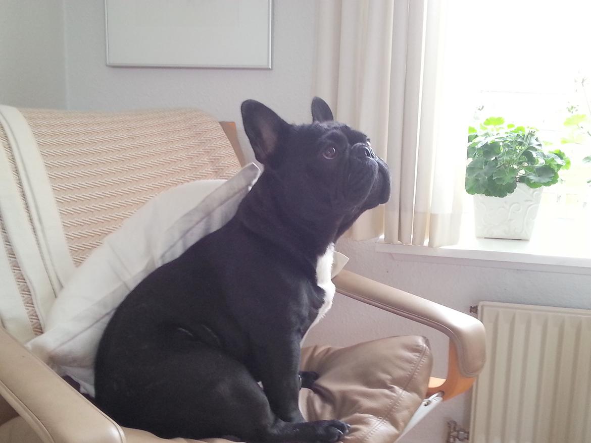 Fransk bulldog Extraordinaire Zomiranos billede 14