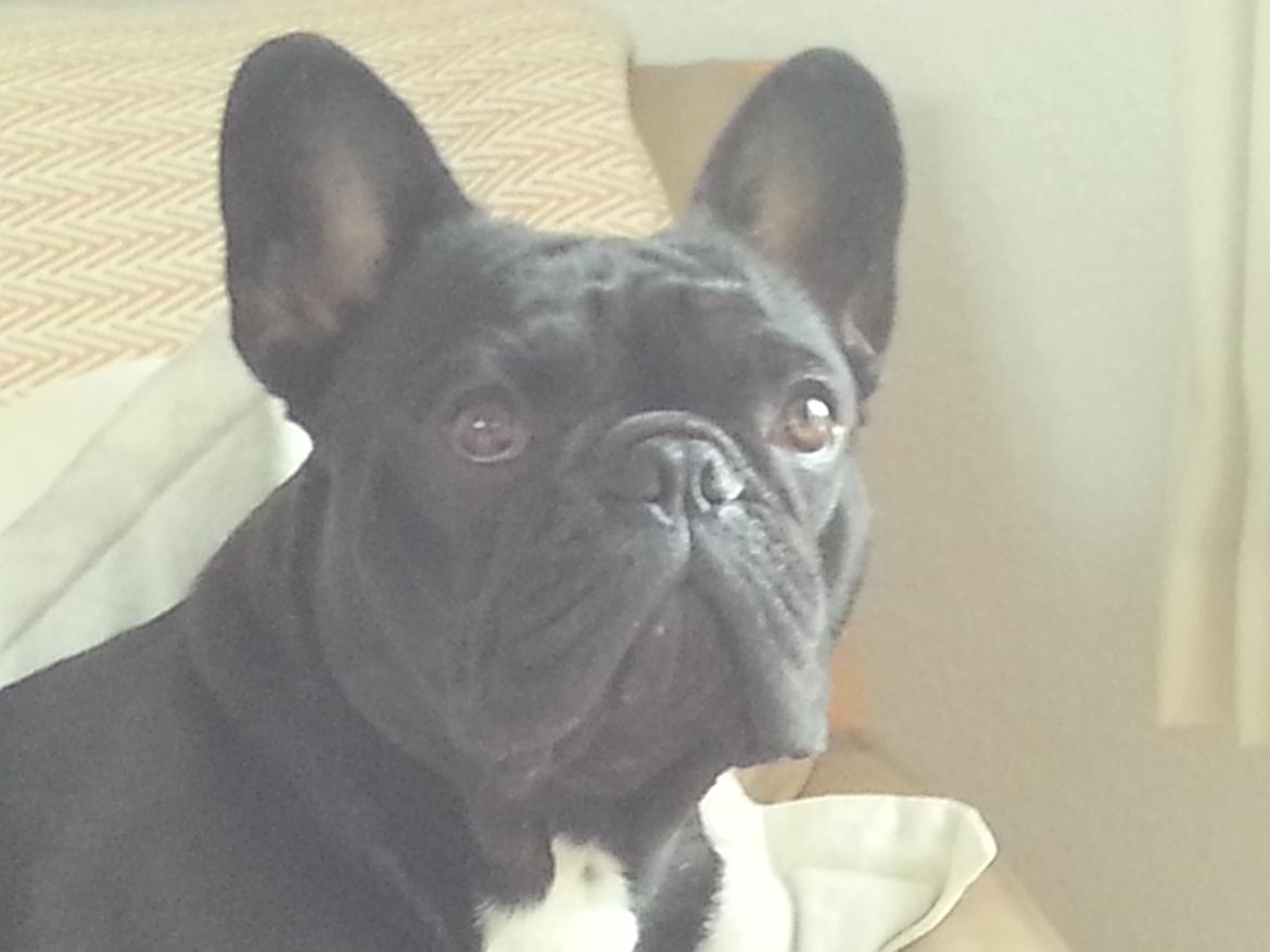 Fransk bulldog Extraordinaire Zomiranos billede 15