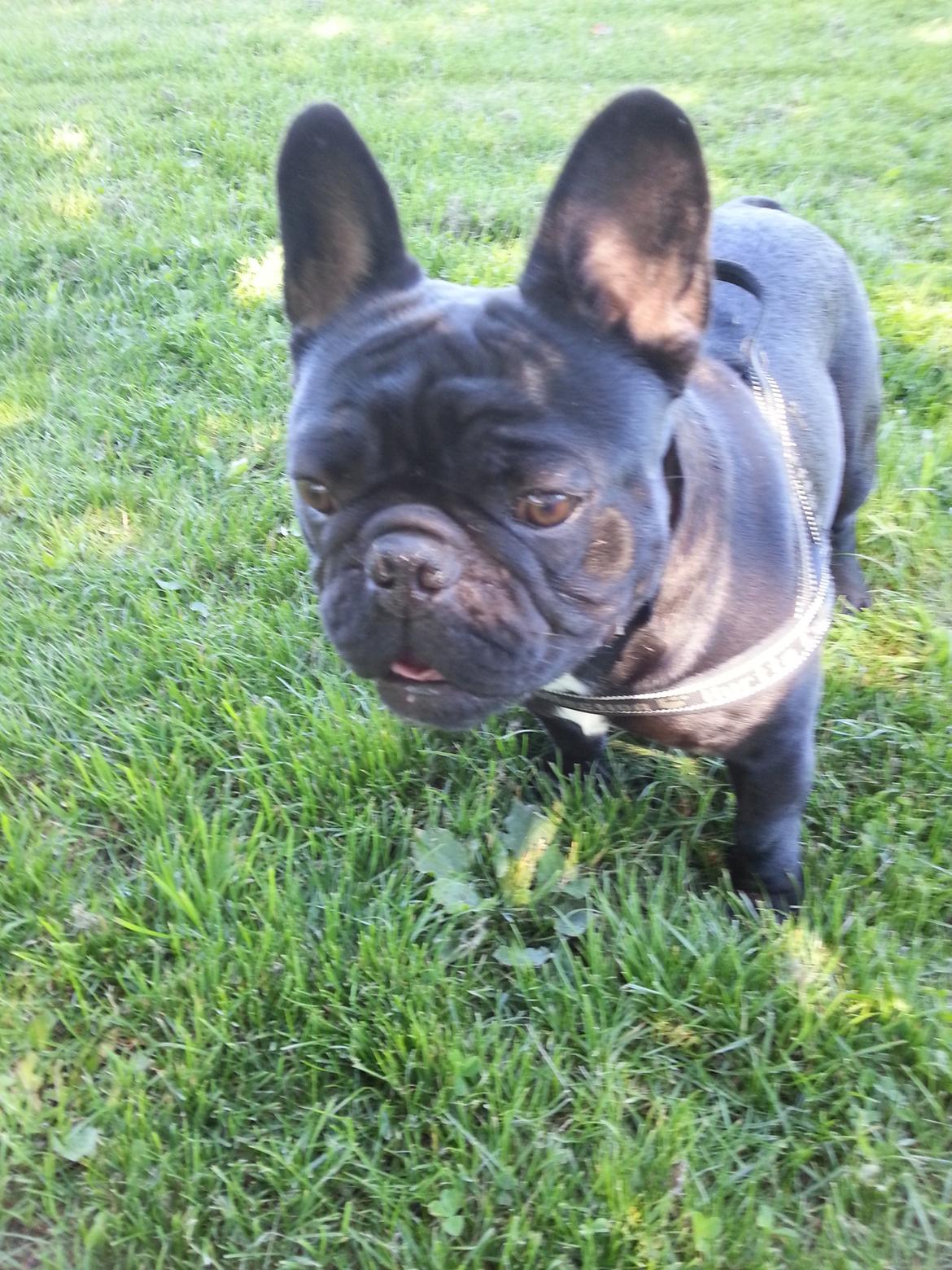 Fransk bulldog Extraordinaire Zomiranos billede 16