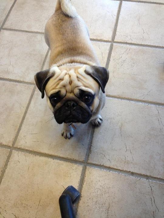 Mops Ludvig - Sagde du ''mad''? billede 1