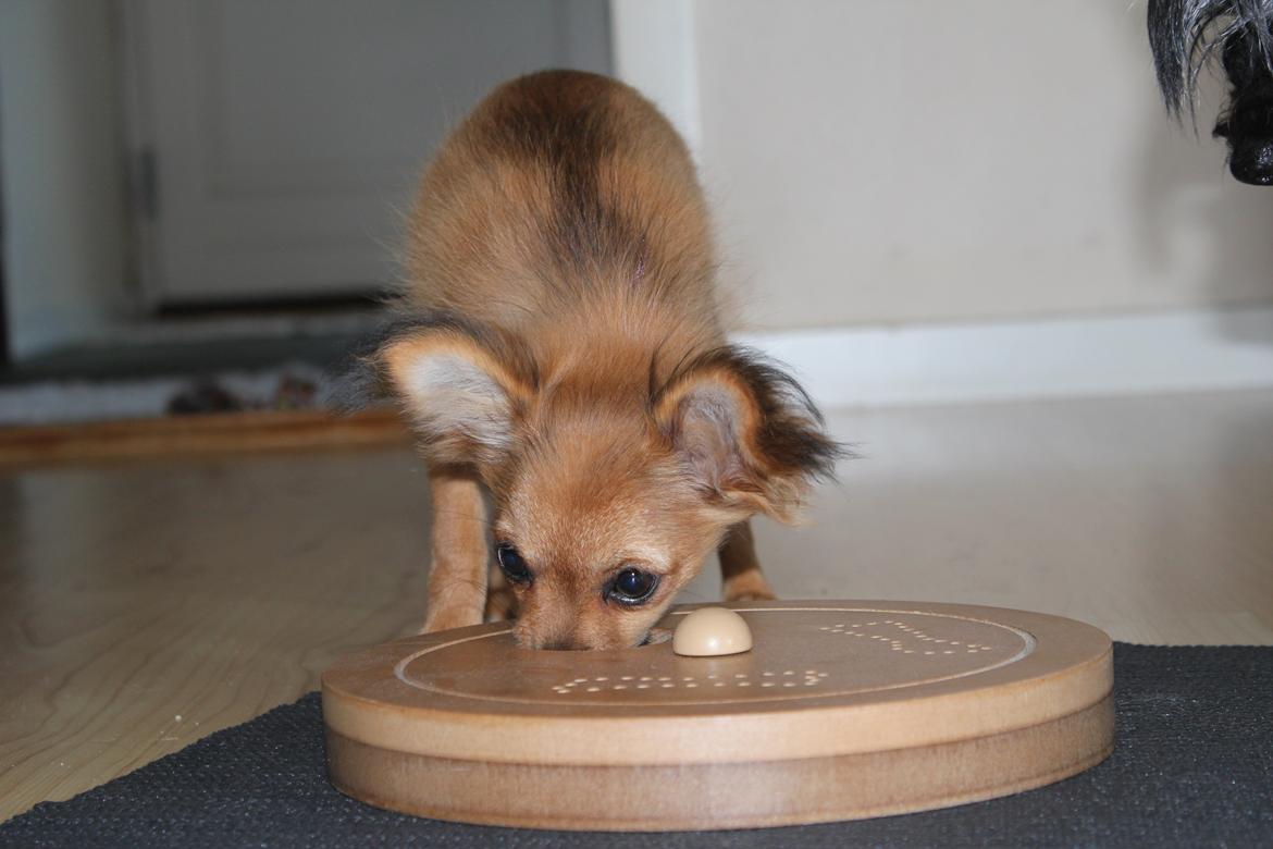 Chihuahua Isa billede 15
