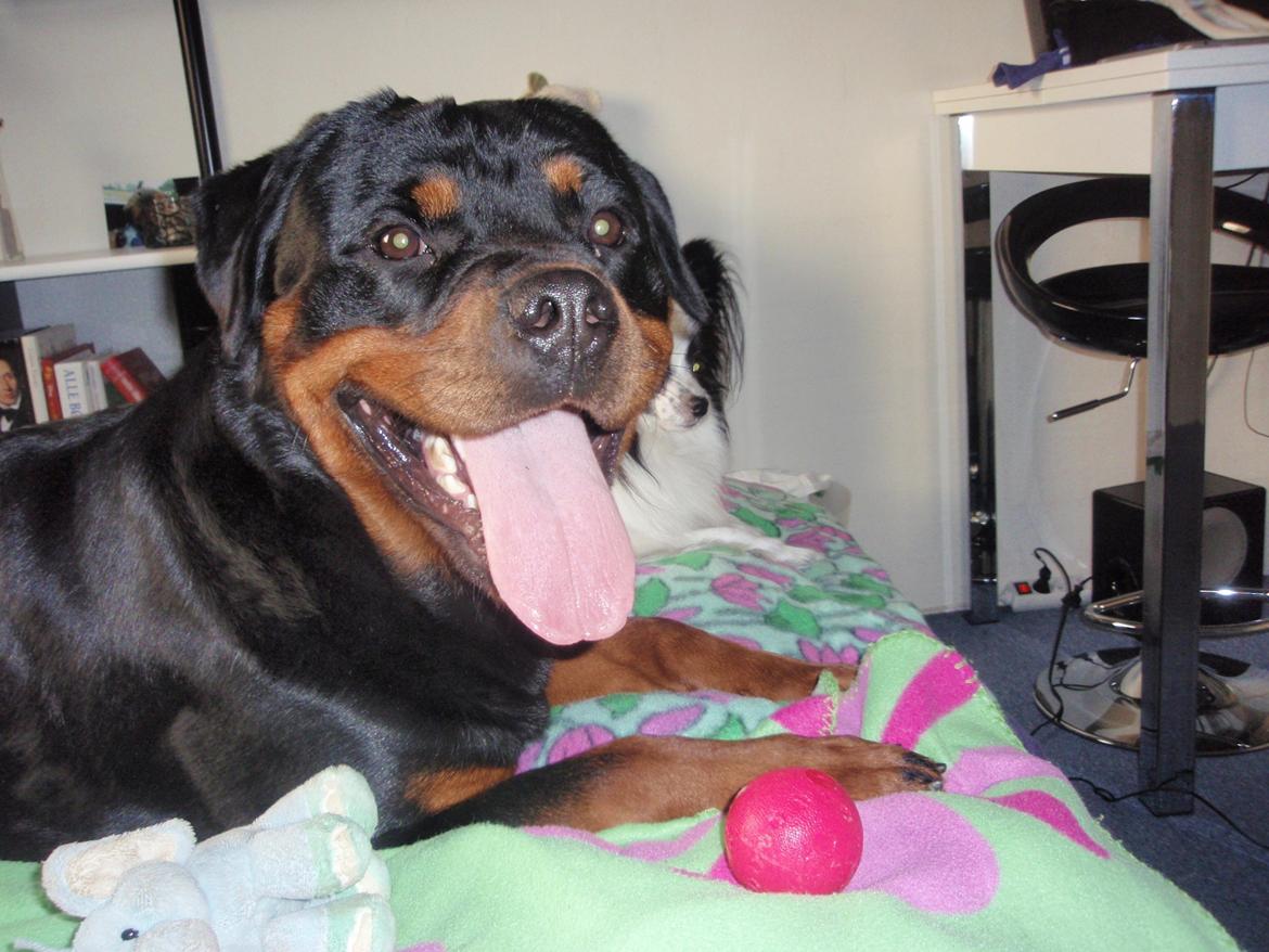 Rottweiler Udessa billede 1