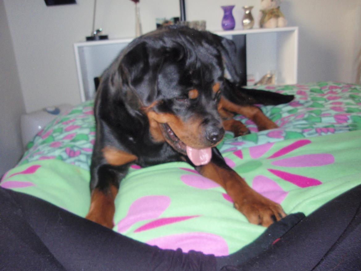 Rottweiler Udessa billede 2