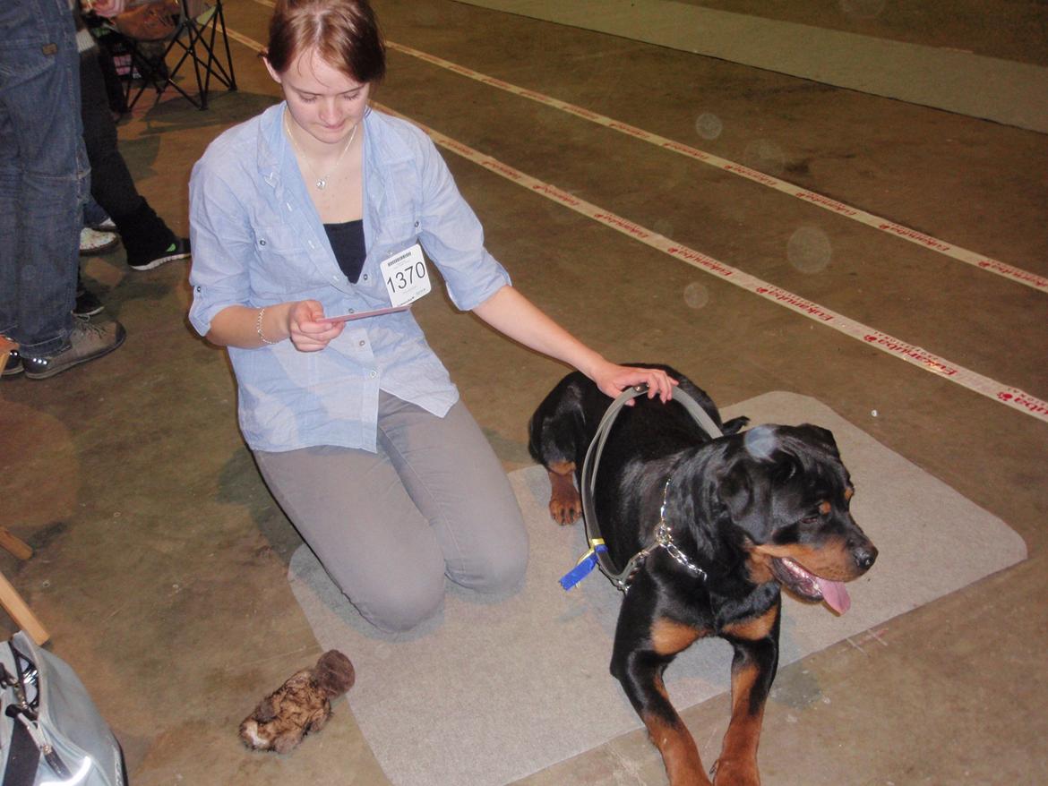 Rottweiler Udessa billede 3