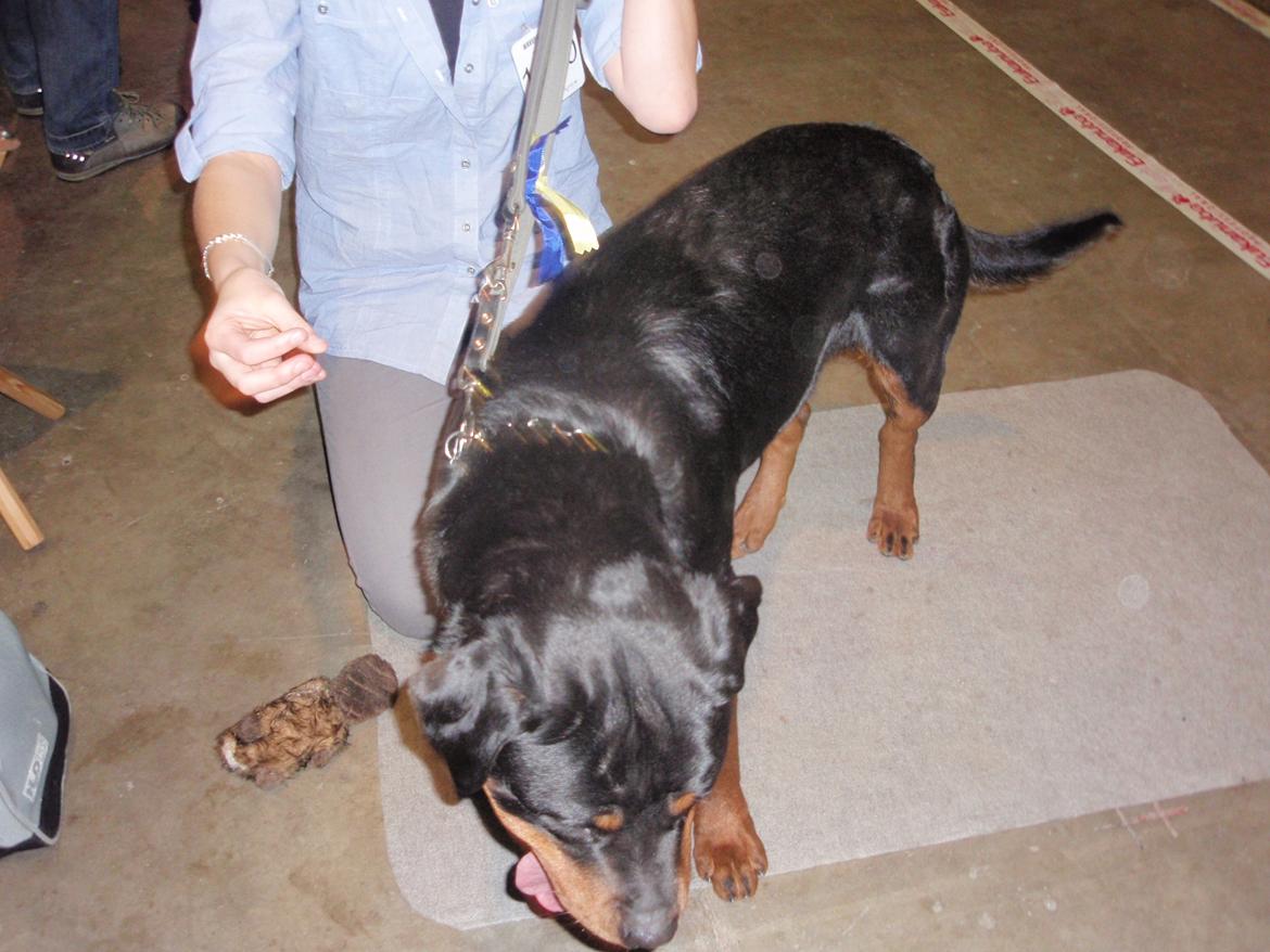 Rottweiler Udessa billede 4