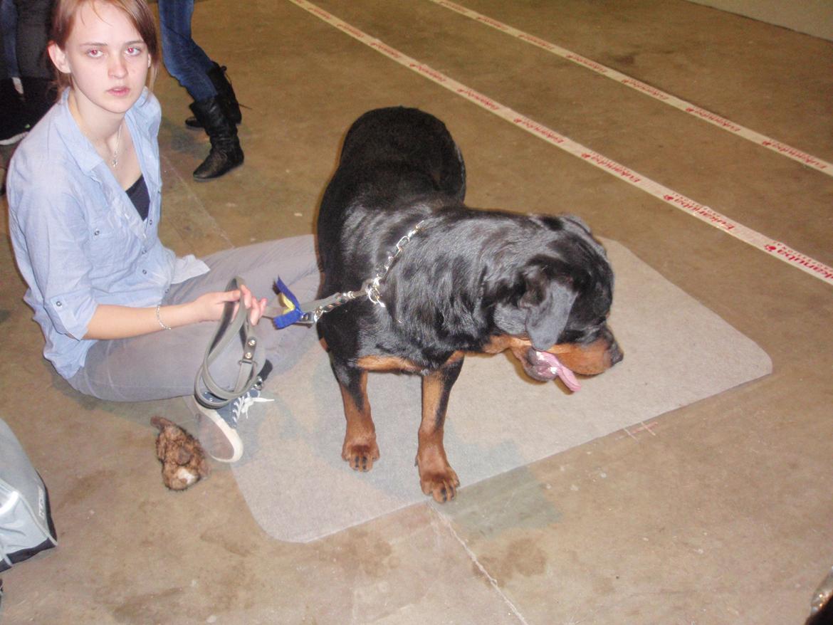 Rottweiler Udessa billede 5