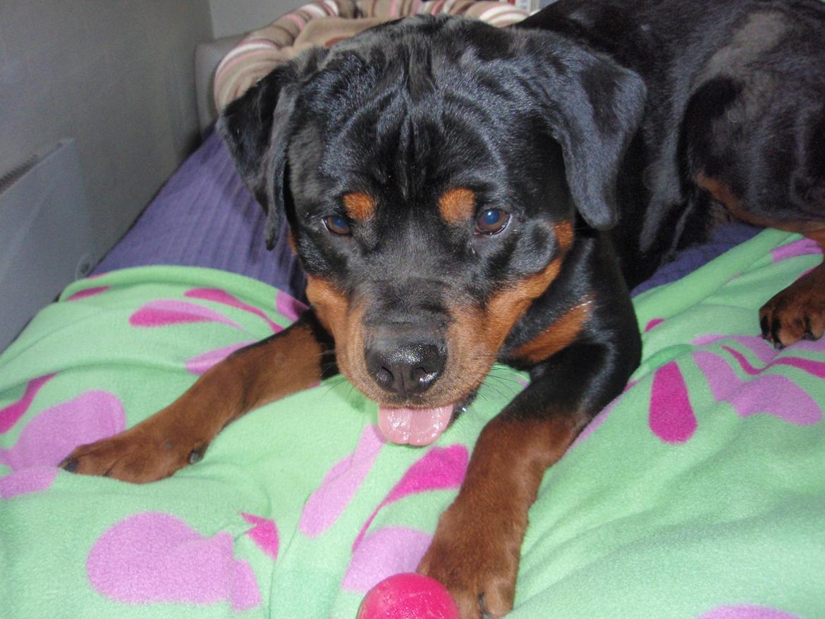 Rottweiler Udessa billede 6