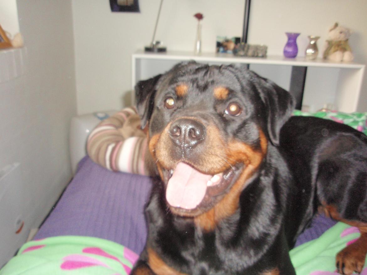 Rottweiler Udessa billede 7