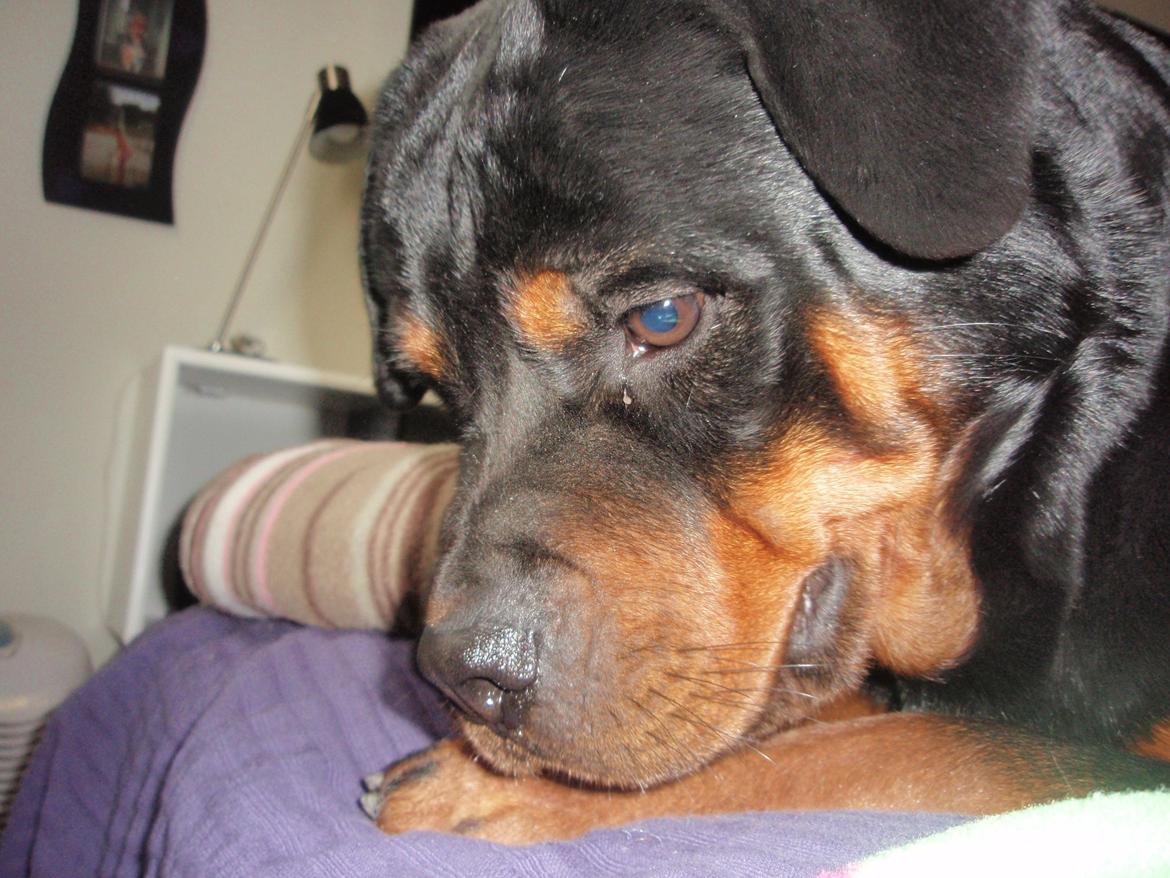 Rottweiler Udessa billede 8