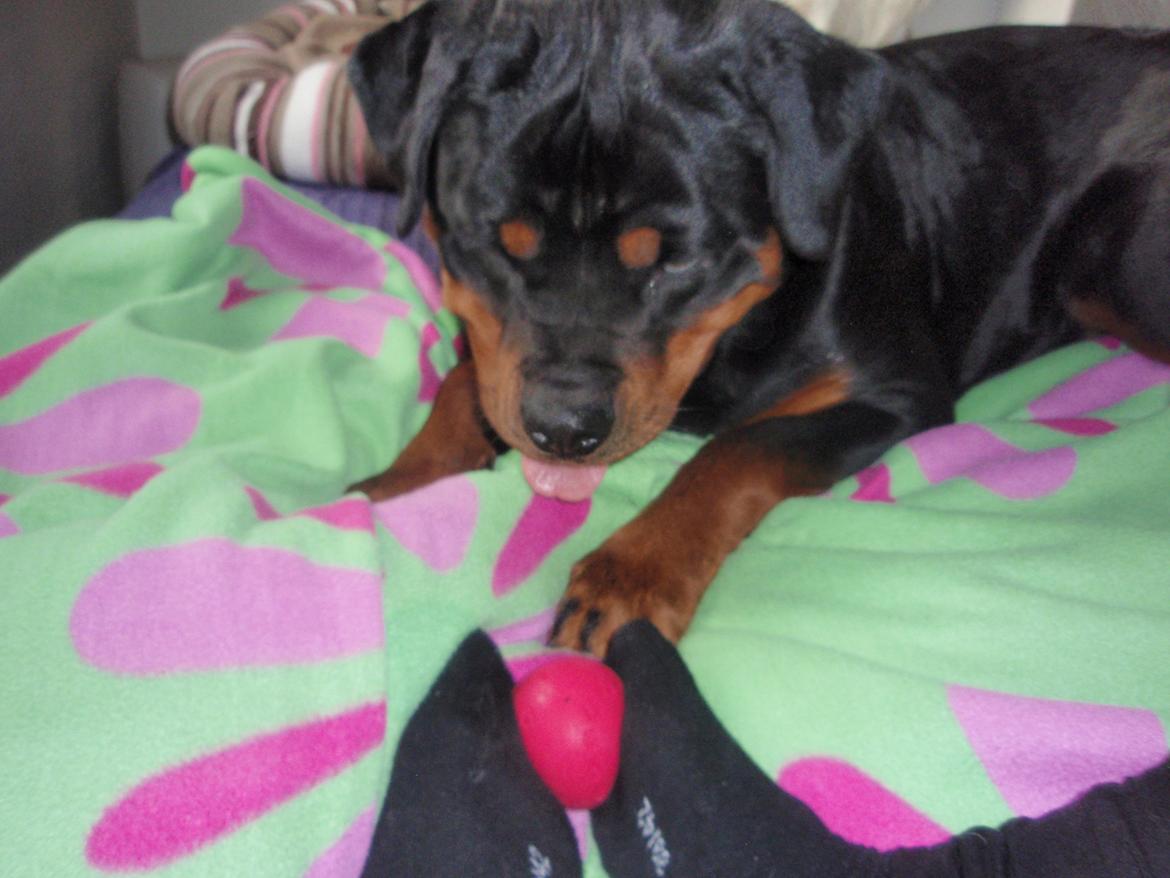 Rottweiler Udessa billede 9
