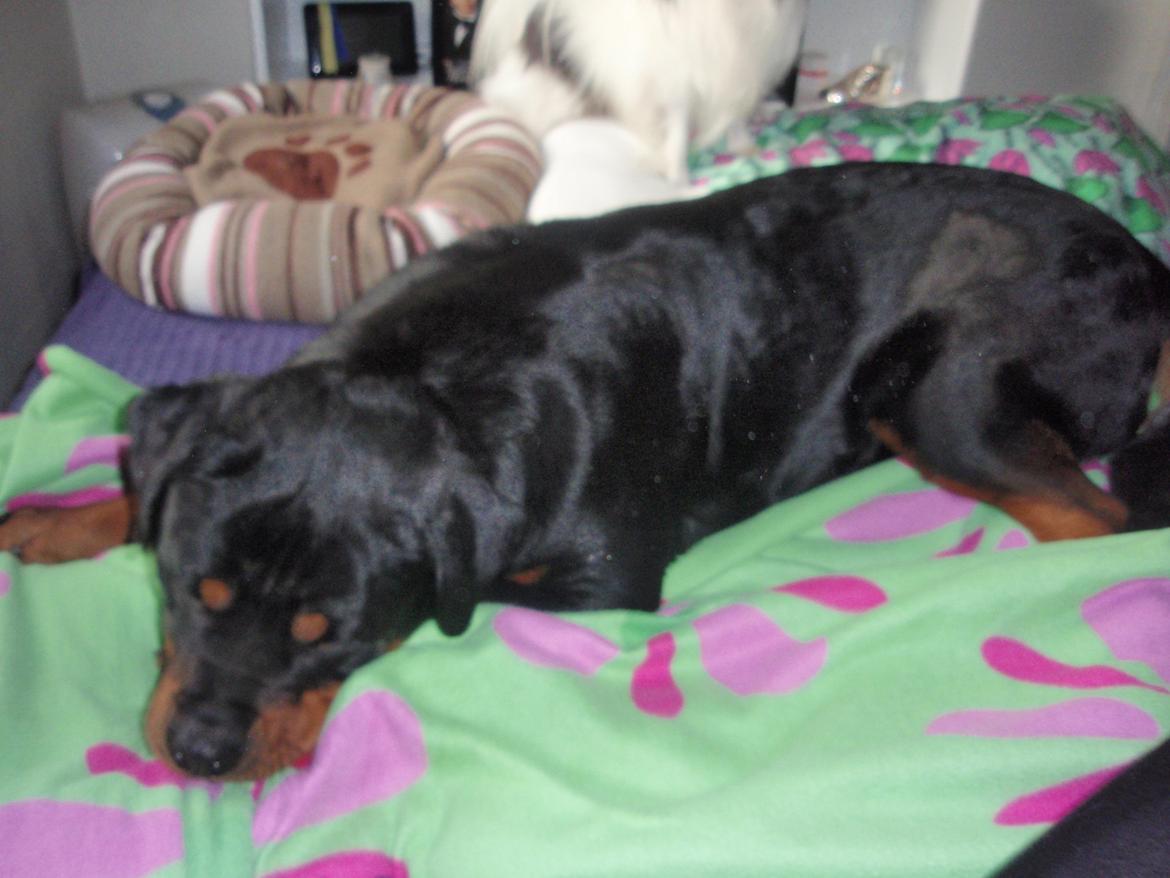 Rottweiler Udessa billede 10