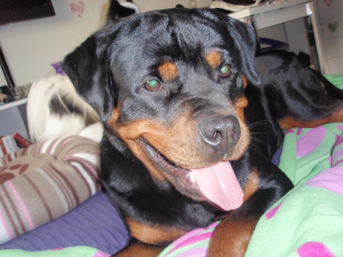 Rottweiler Udessa billede 11