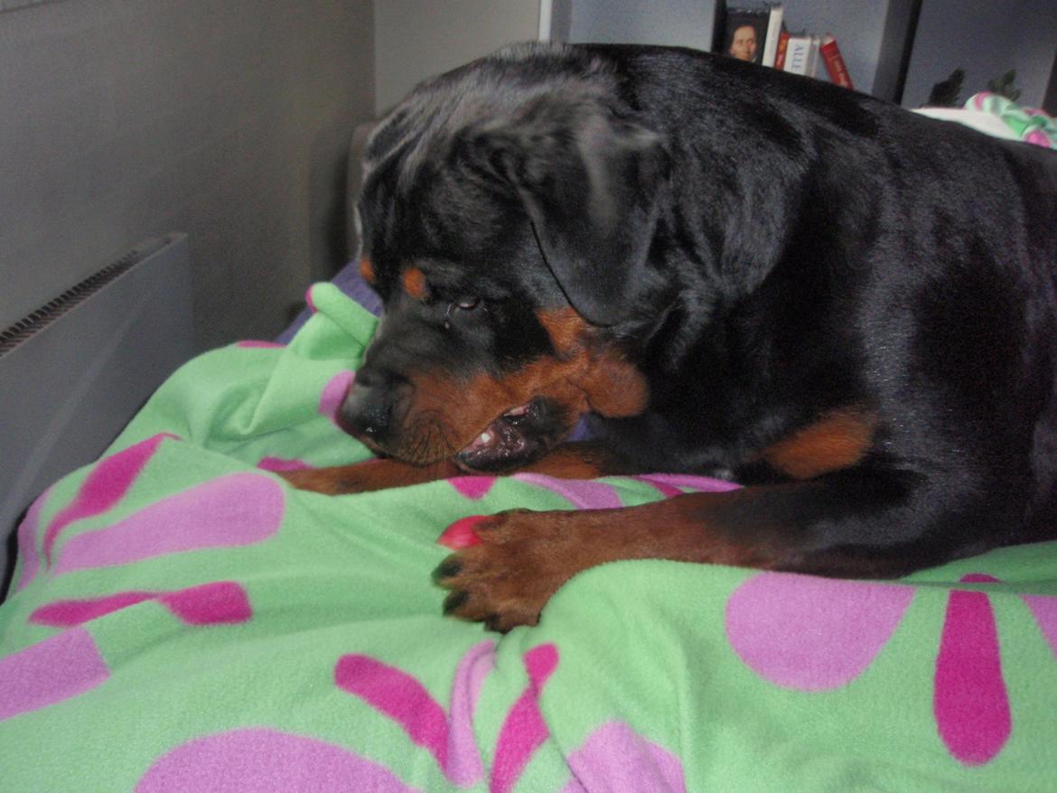 Rottweiler Udessa billede 12