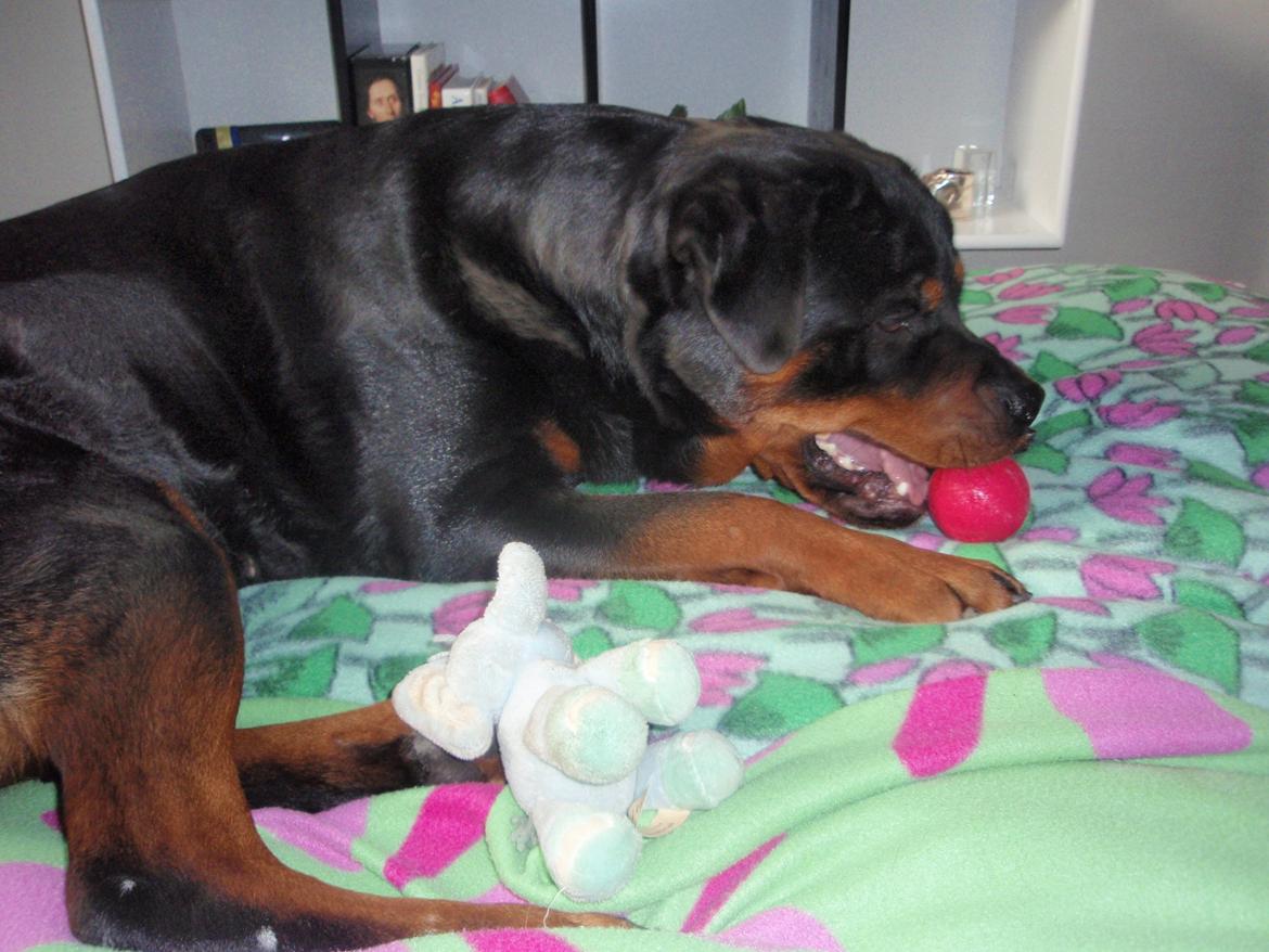 Rottweiler Udessa billede 13