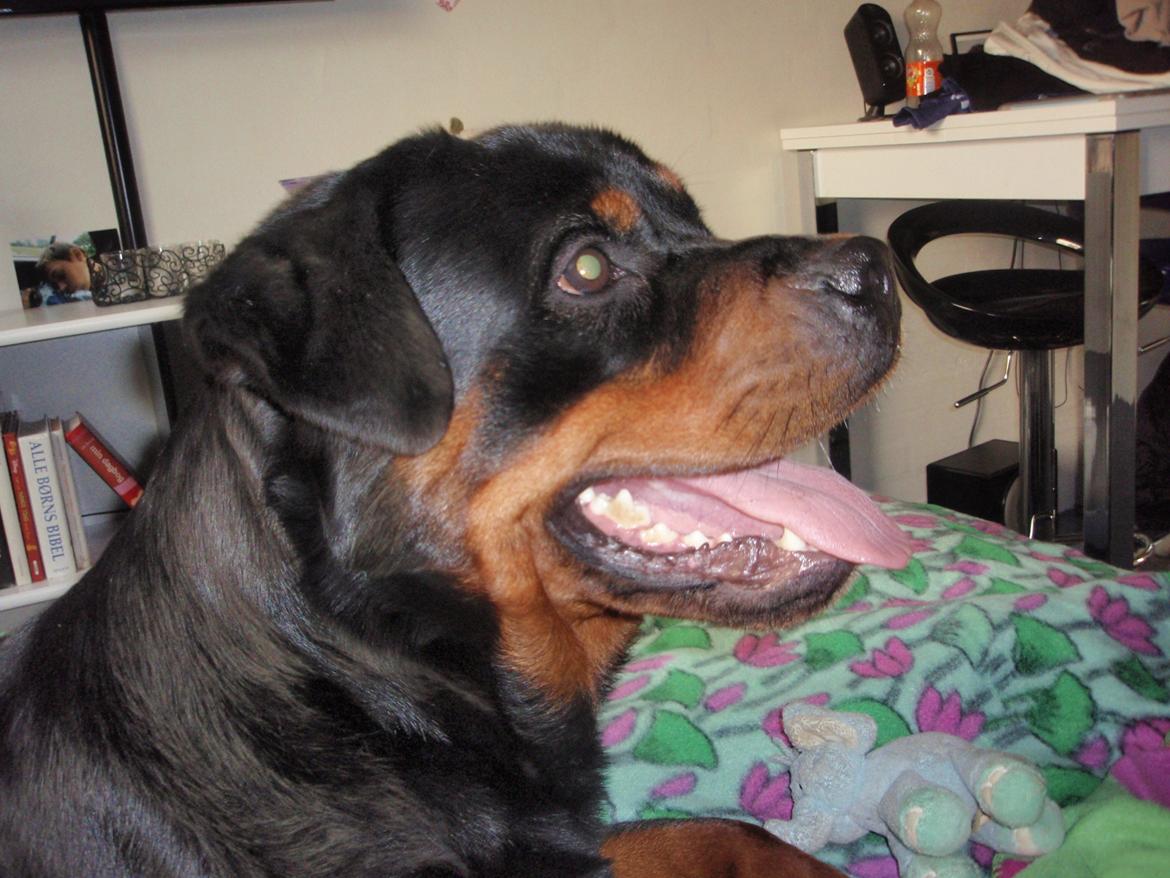 Rottweiler Udessa billede 14