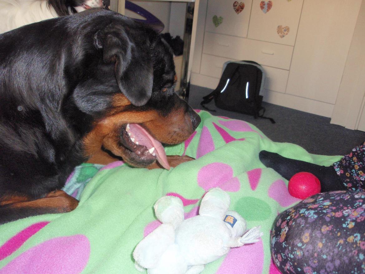 Rottweiler Udessa billede 15
