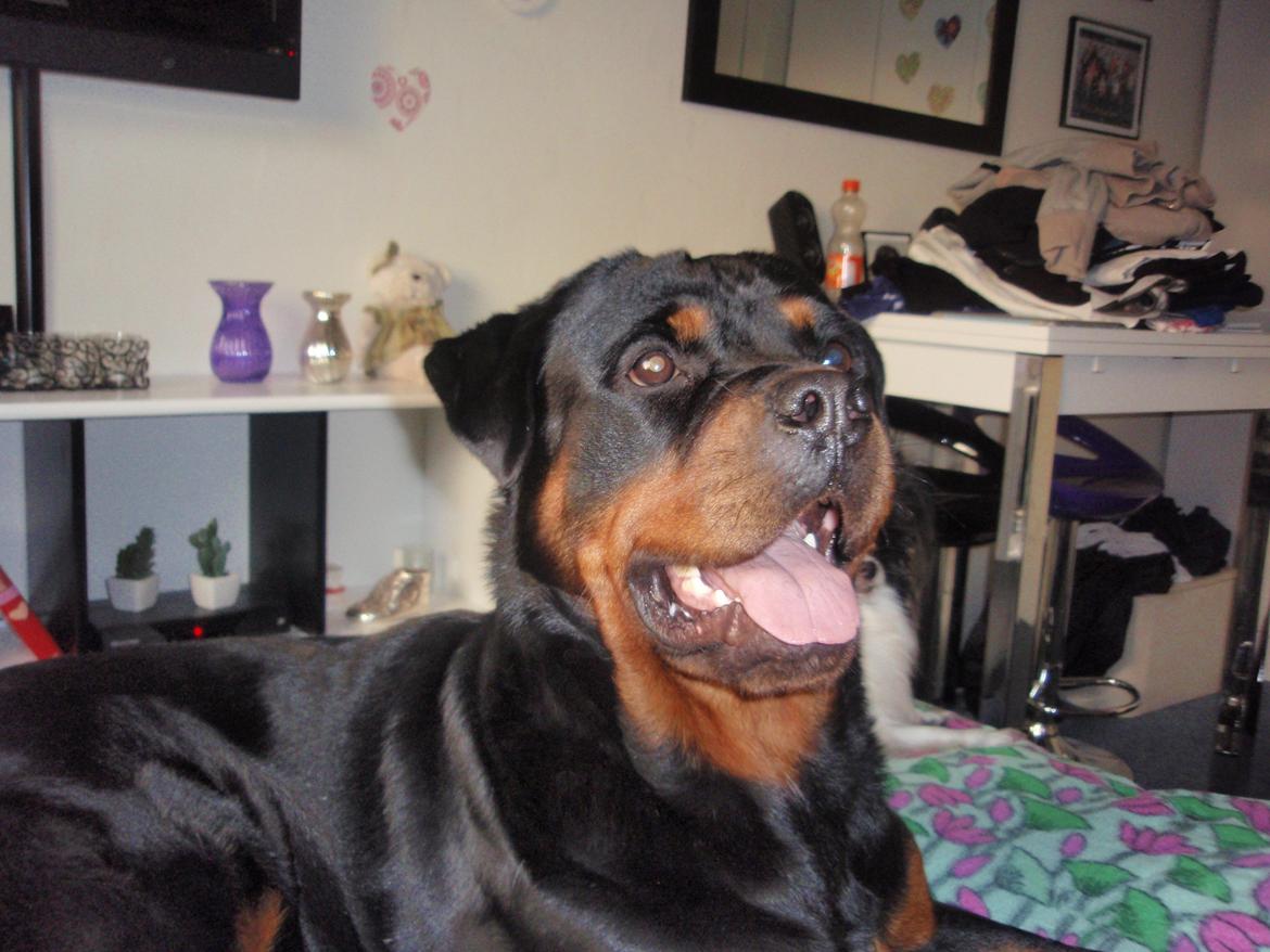 Rottweiler Udessa billede 16