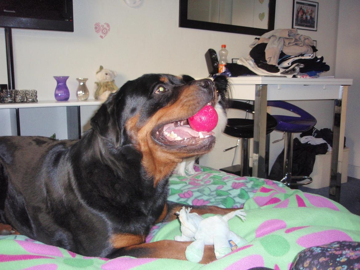 Rottweiler Udessa billede 17