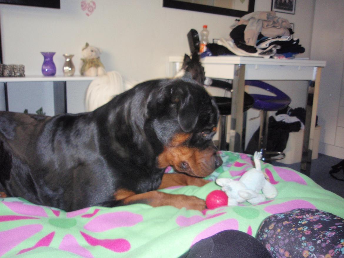 Rottweiler Udessa billede 19