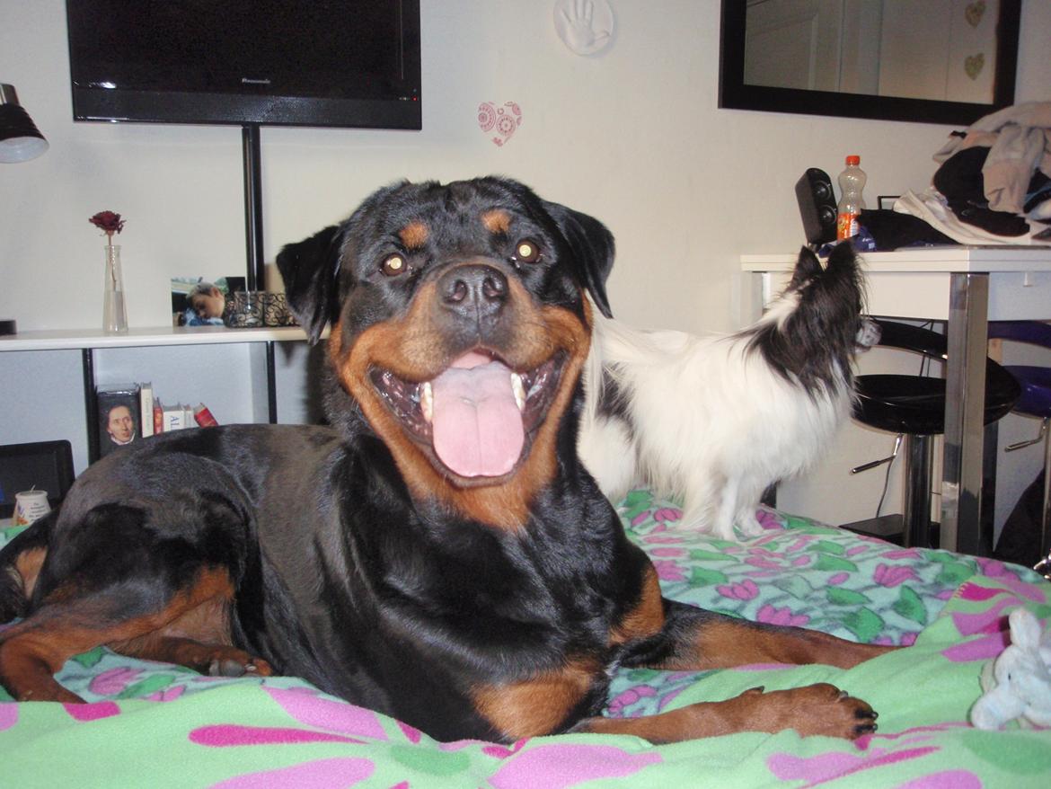 Rottweiler Udessa billede 20