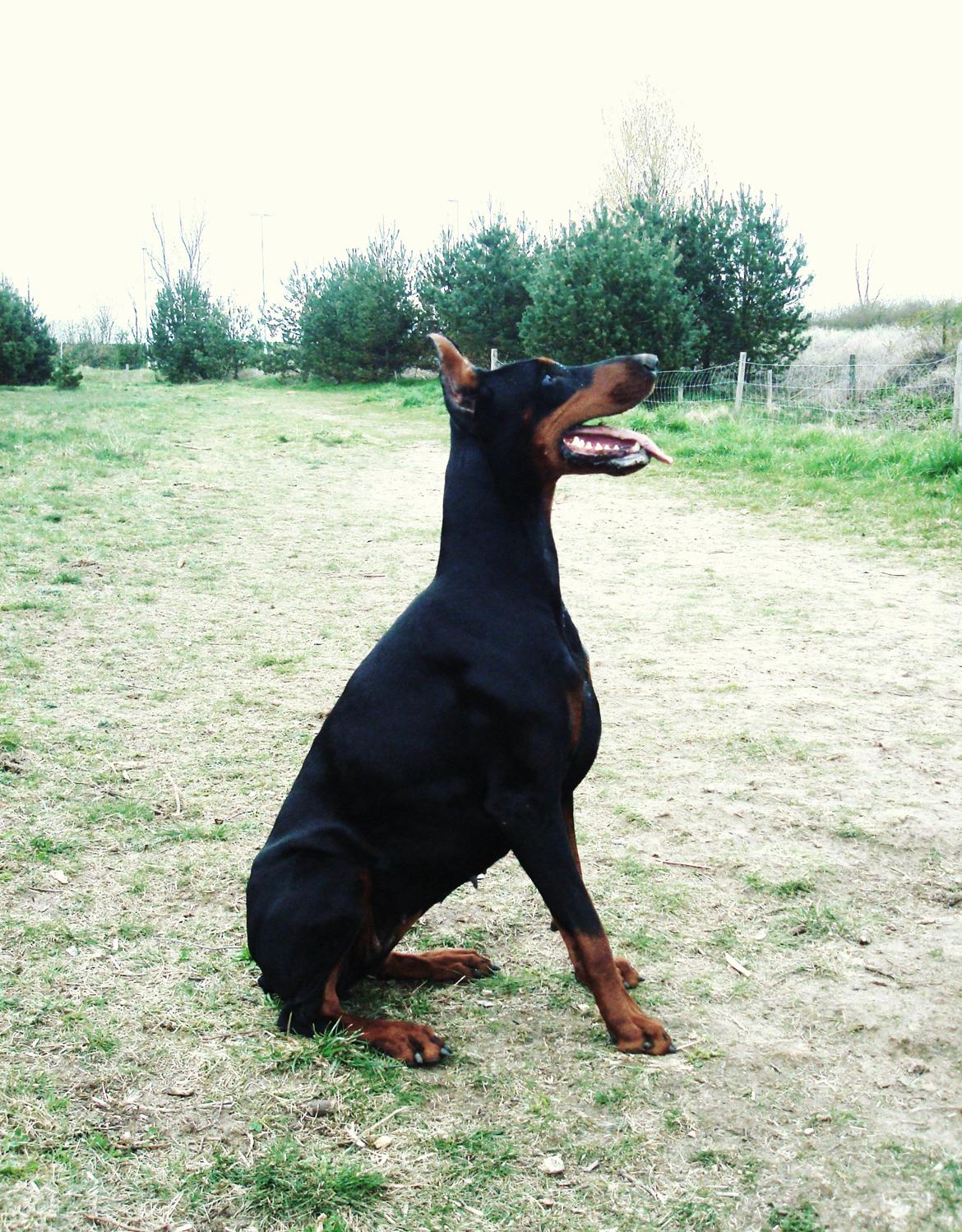 Dobermann Aishia billede 1