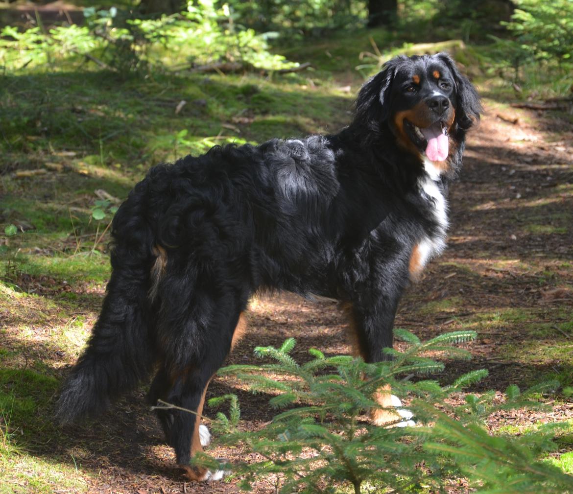 Berner sennenhund Bernerflokken Basil - Basil 10 måneder gammel på tur i Hundeskoven. :-) billede 17