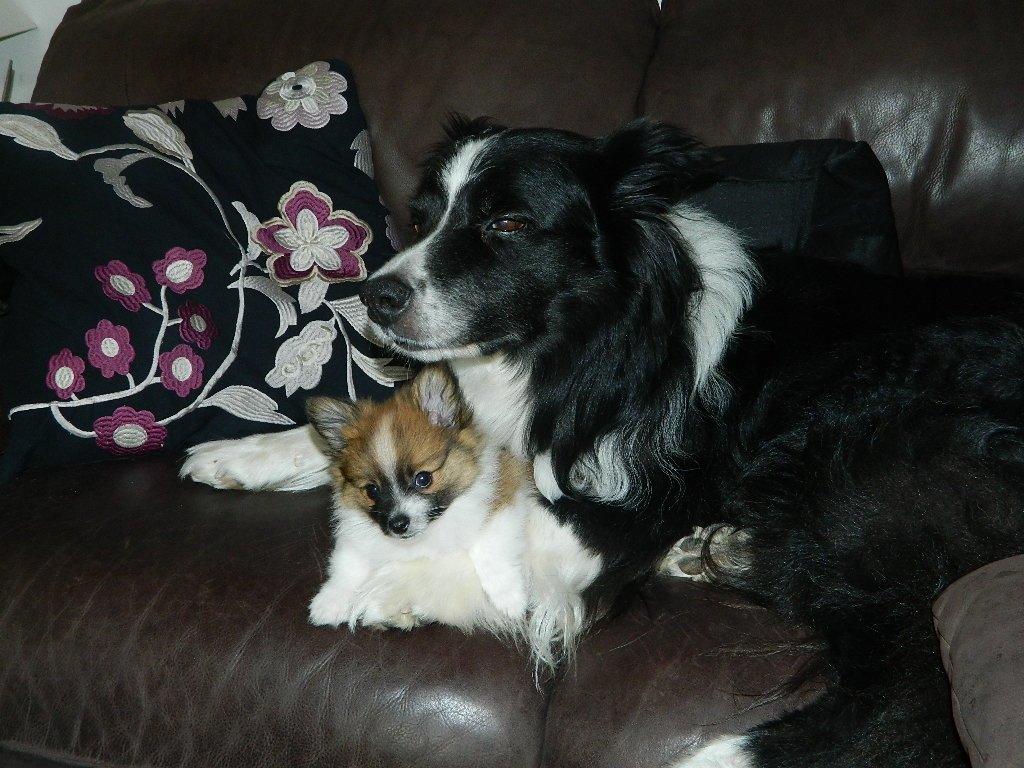 Blanding af racer **** Messi **** - Der er intet bedre i verden, end at ligge trygt mellem storebrors ben.. billede 8