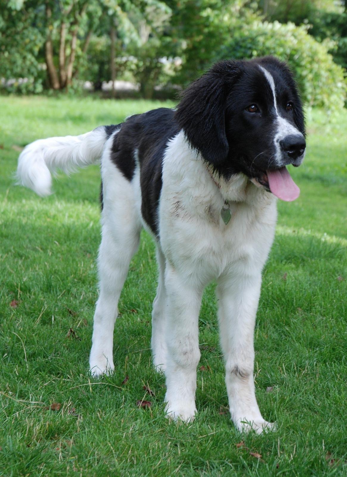 Landseer Luffe - 5 mdr billede 9
