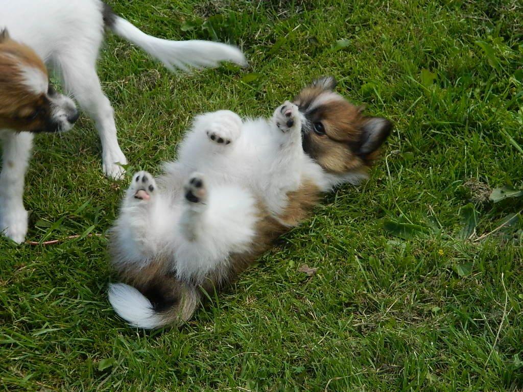 Blanding af racer **** Messi **** - Leger med sin bedste ven Oscar.. billede 7