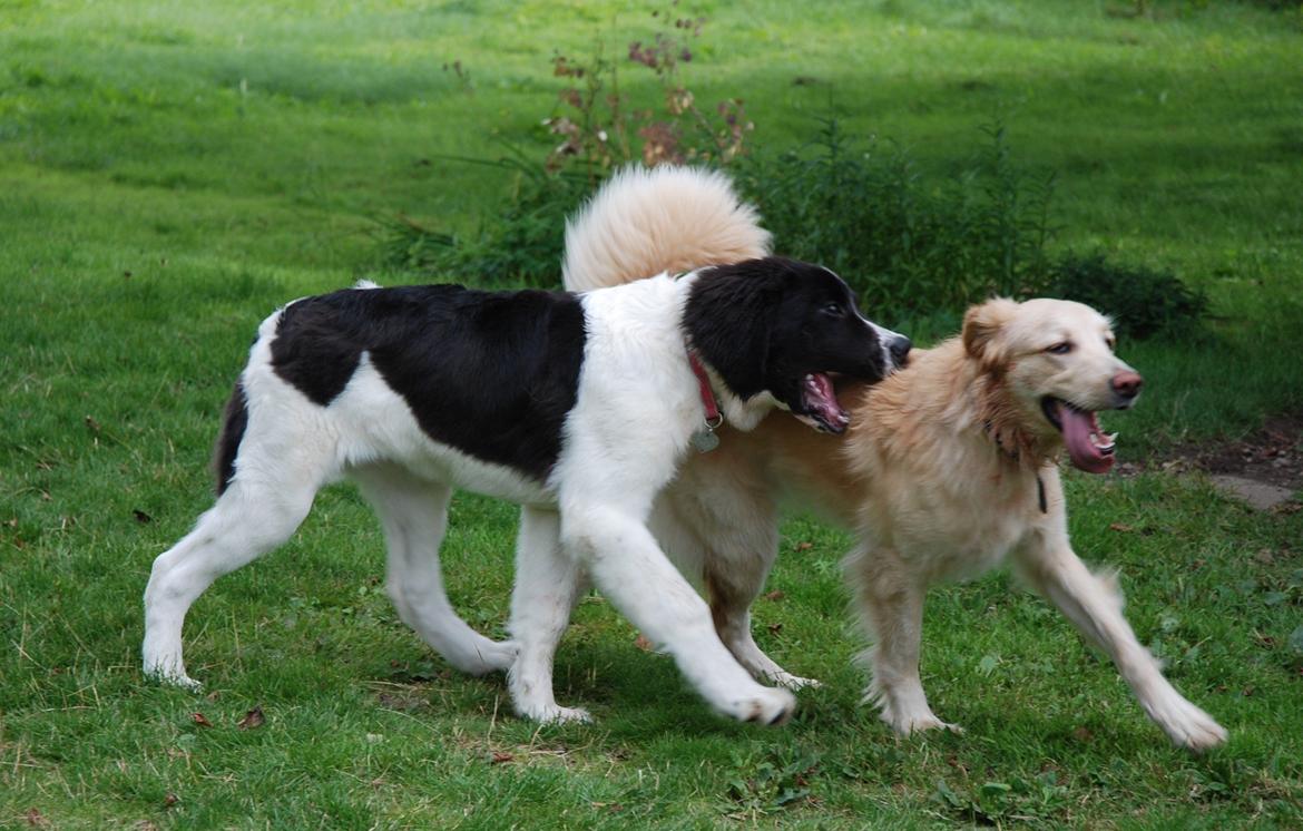 Landseer Luffe - 5 mdr billede 10