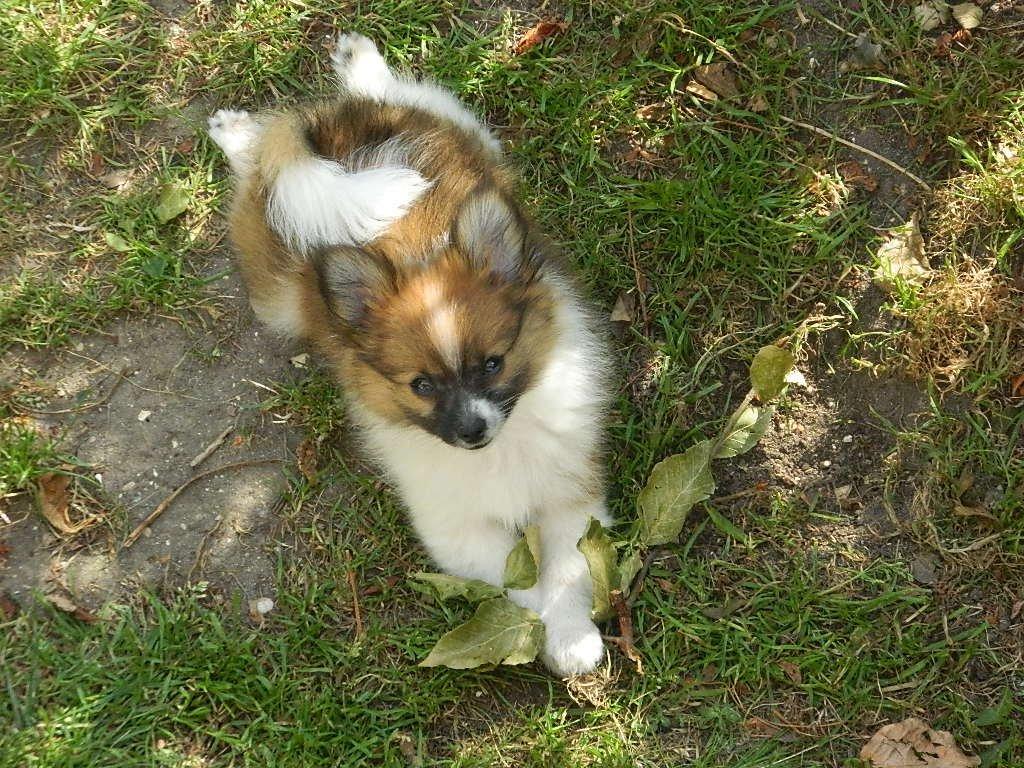 Blanding af racer **** Messi **** - Kyllingelår! billede 10