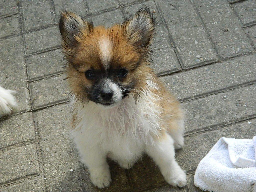 Blanding af racer **** Messi **** - Efter et dejligt bad, så bliver man pivet, også vil man gerne op og varmes af mor :) billede 11