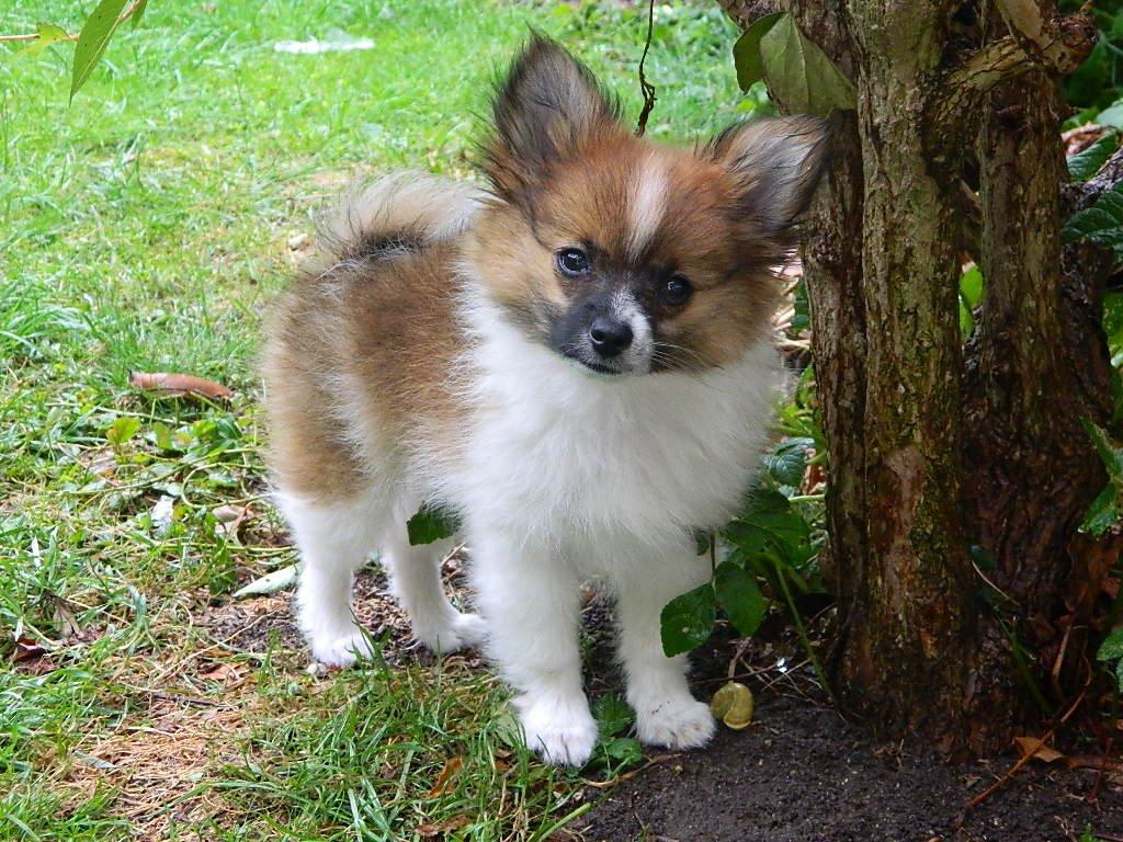 Blanding af racer **** Messi **** billede 2