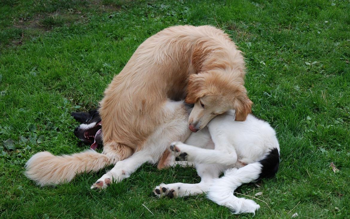 Hovawart Milka - 21 mdr billede 4