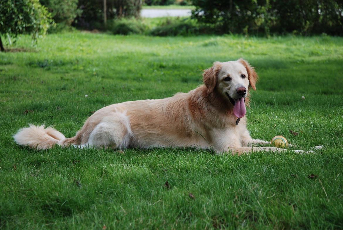 Hovawart Milka - 21 mdr billede 1