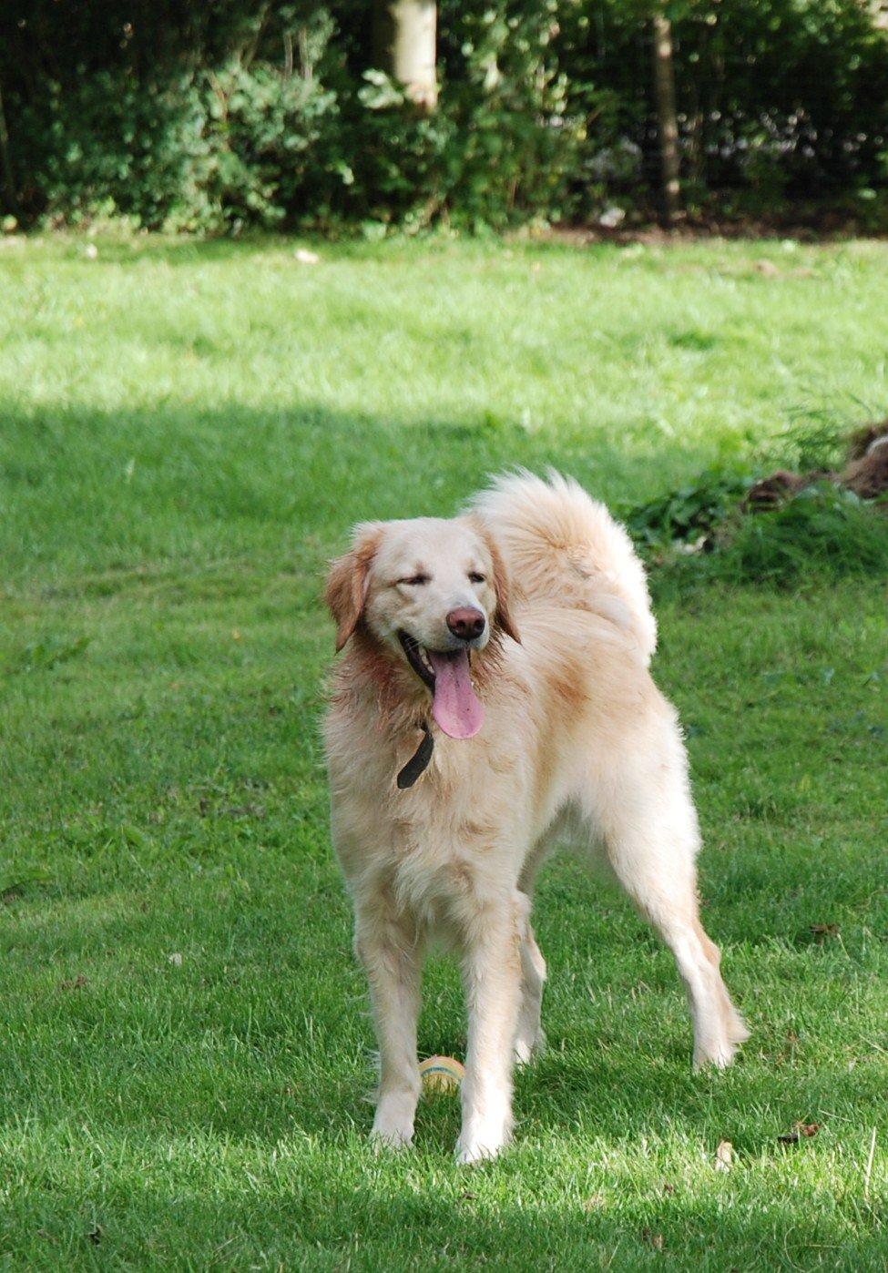 Hovawart Milka - 21 mdr billede 5