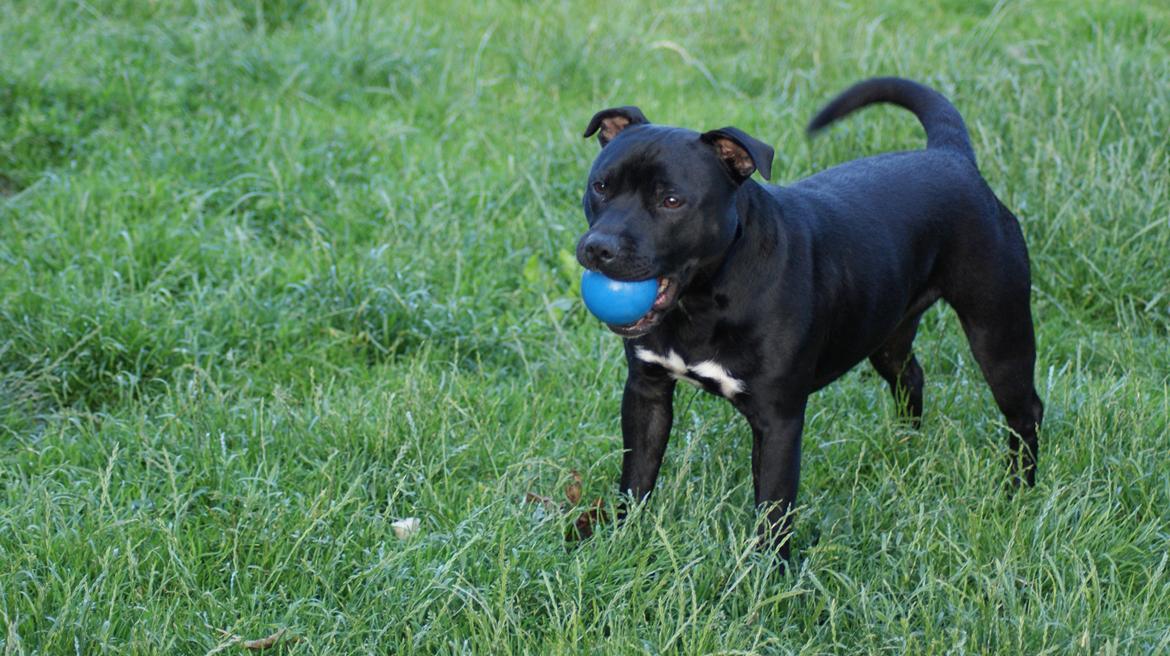 Staffordshire bull terrier *Cuba* R.I.P. billede 16
