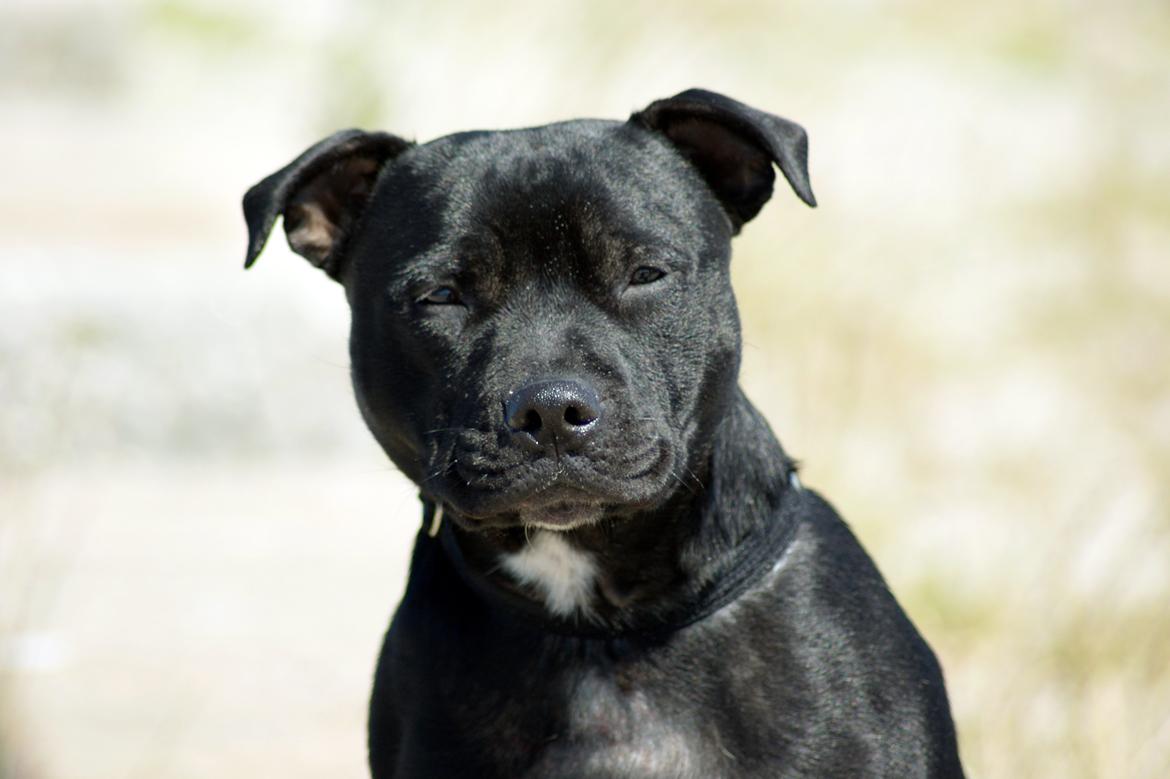 Staffordshire bull terrier *Cuba* R.I.P. billede 17