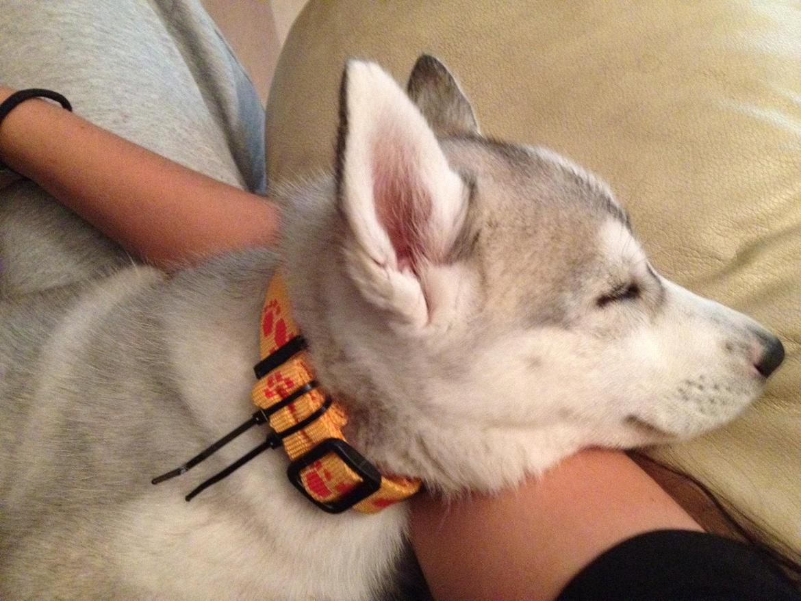 Siberian husky Nizmo - Sovetryne billede 16