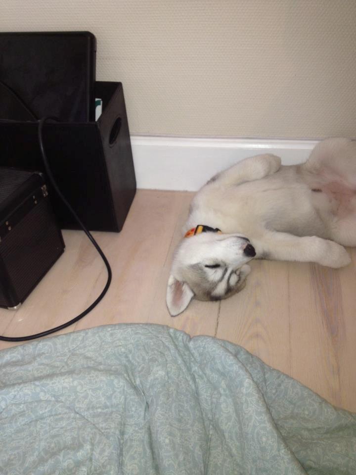 Siberian husky Nizmo - Typisk Huskys billede 18