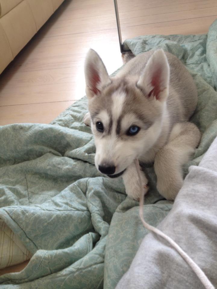 Siberian husky Nizmo billede 15